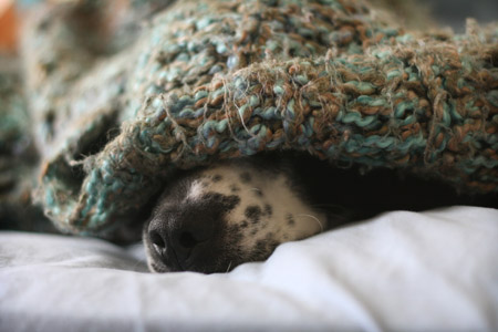apartmentpet